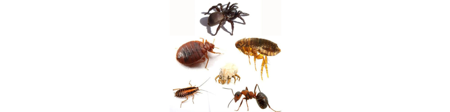 Lutte contre les Insectes Rampants : Protégez Votre Maison