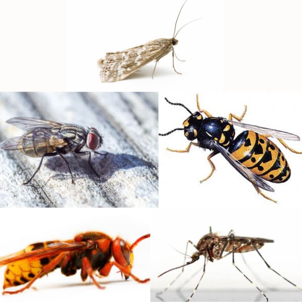 Éliminez les Insectes Volants !